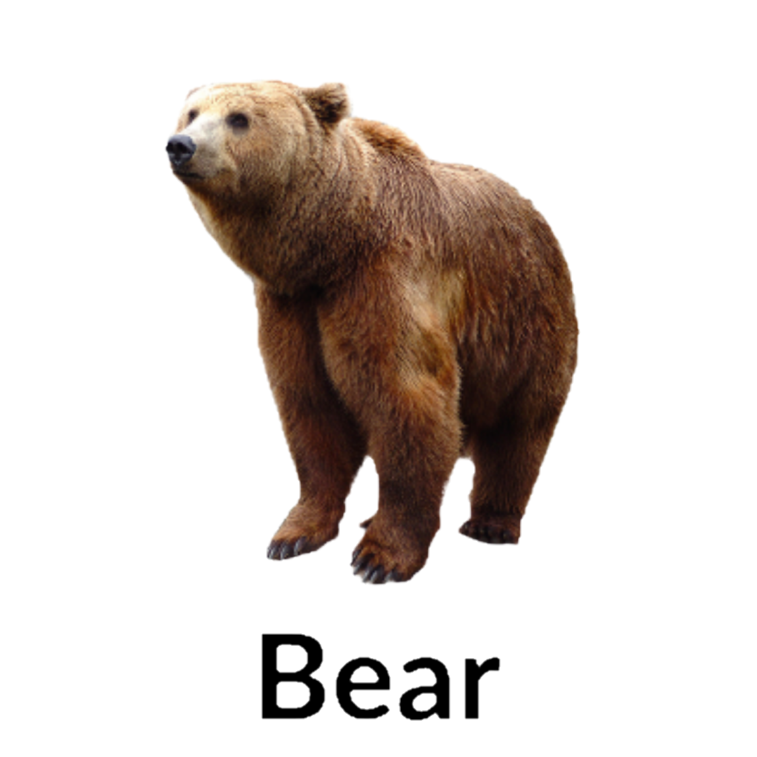 Bear