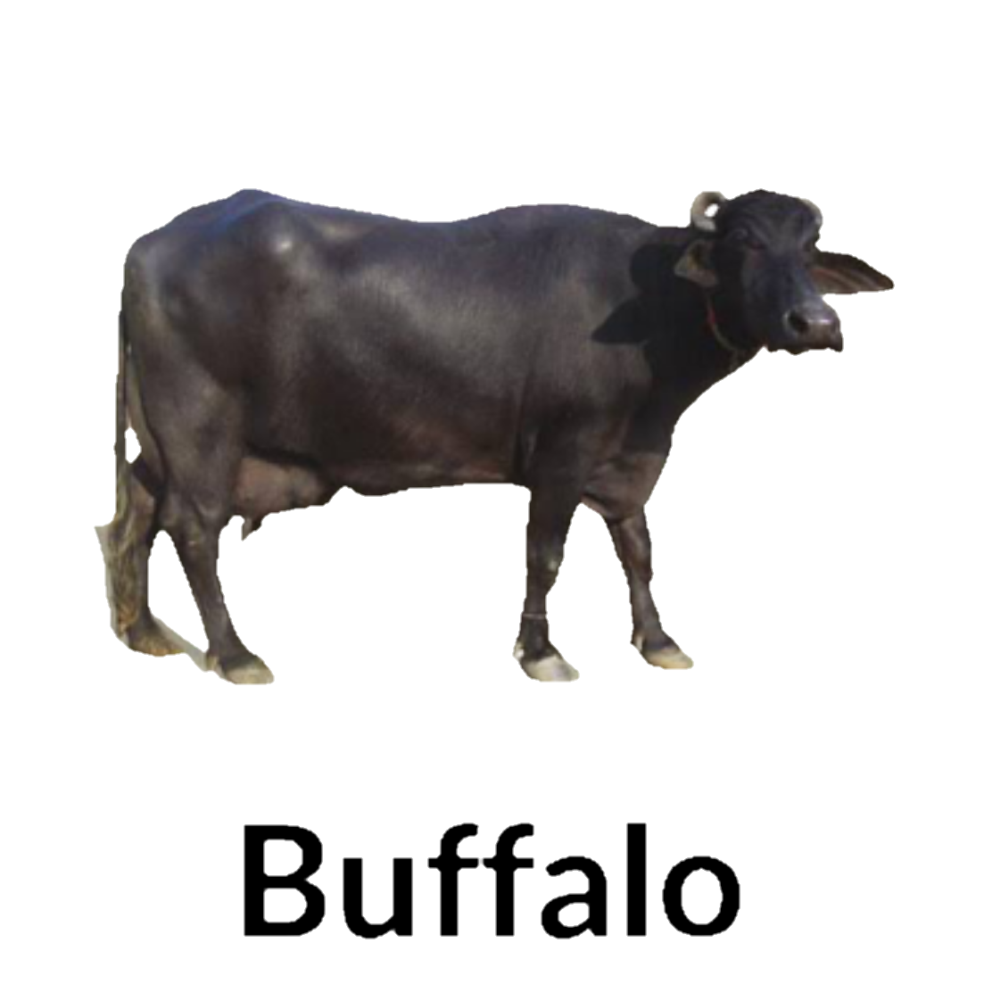 Buffalo
