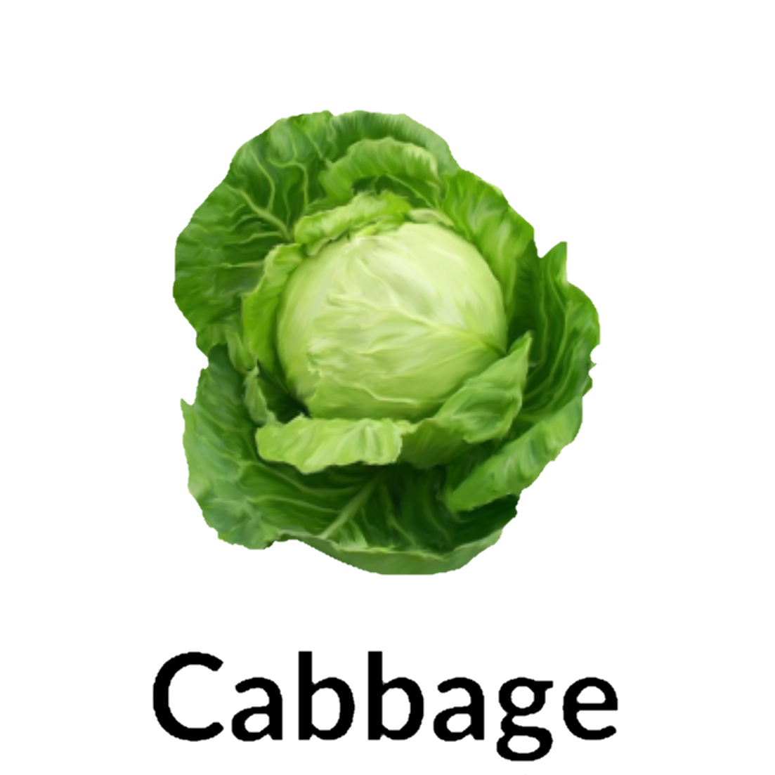 Cabbage