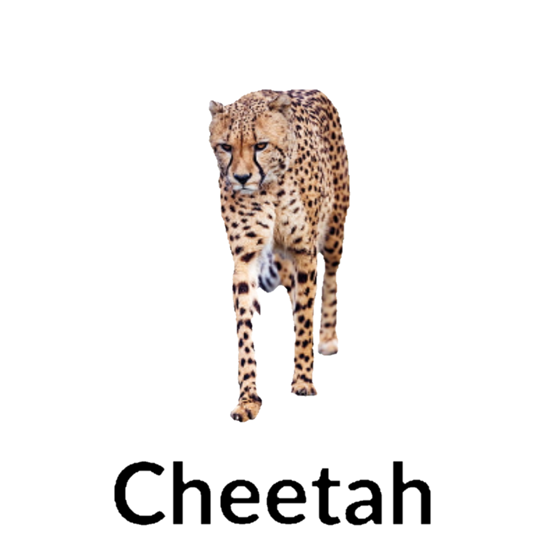 Cheetah