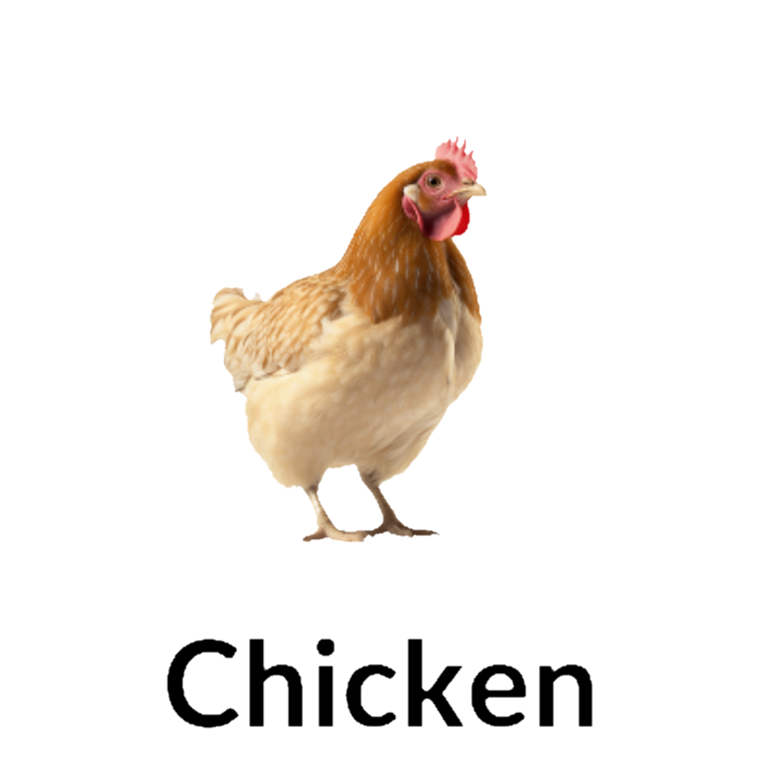 Chicken