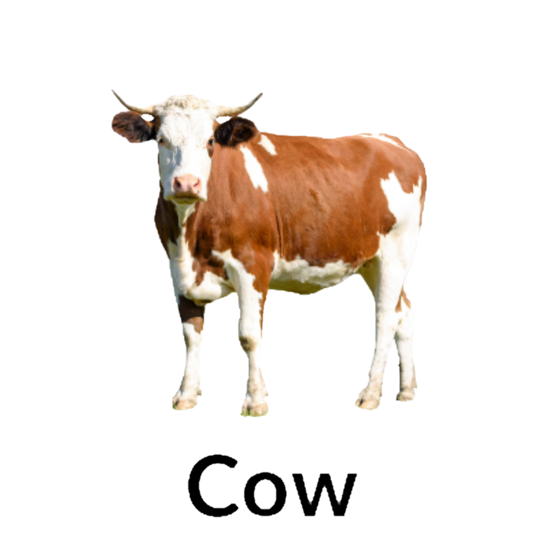 Cow
