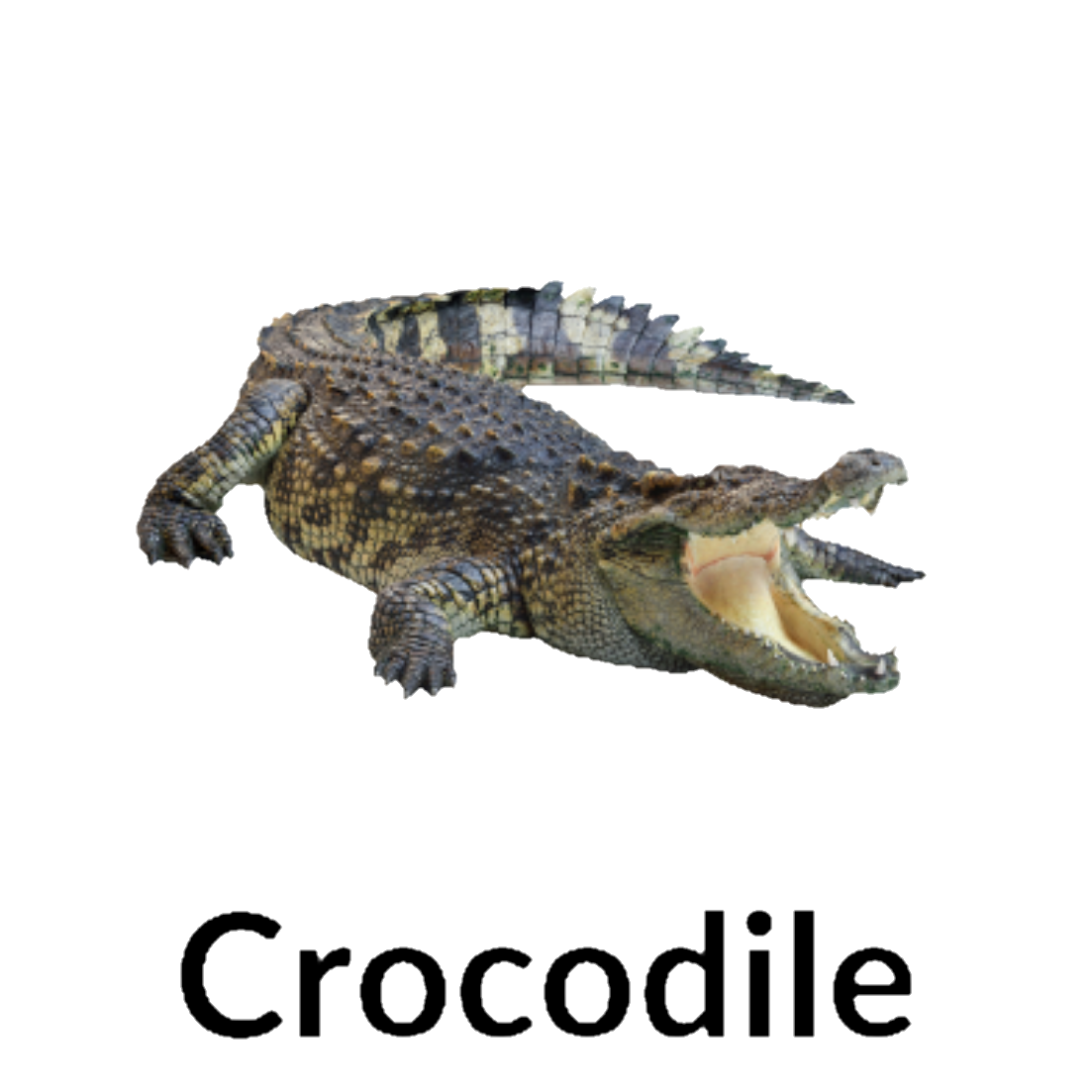Crocodile