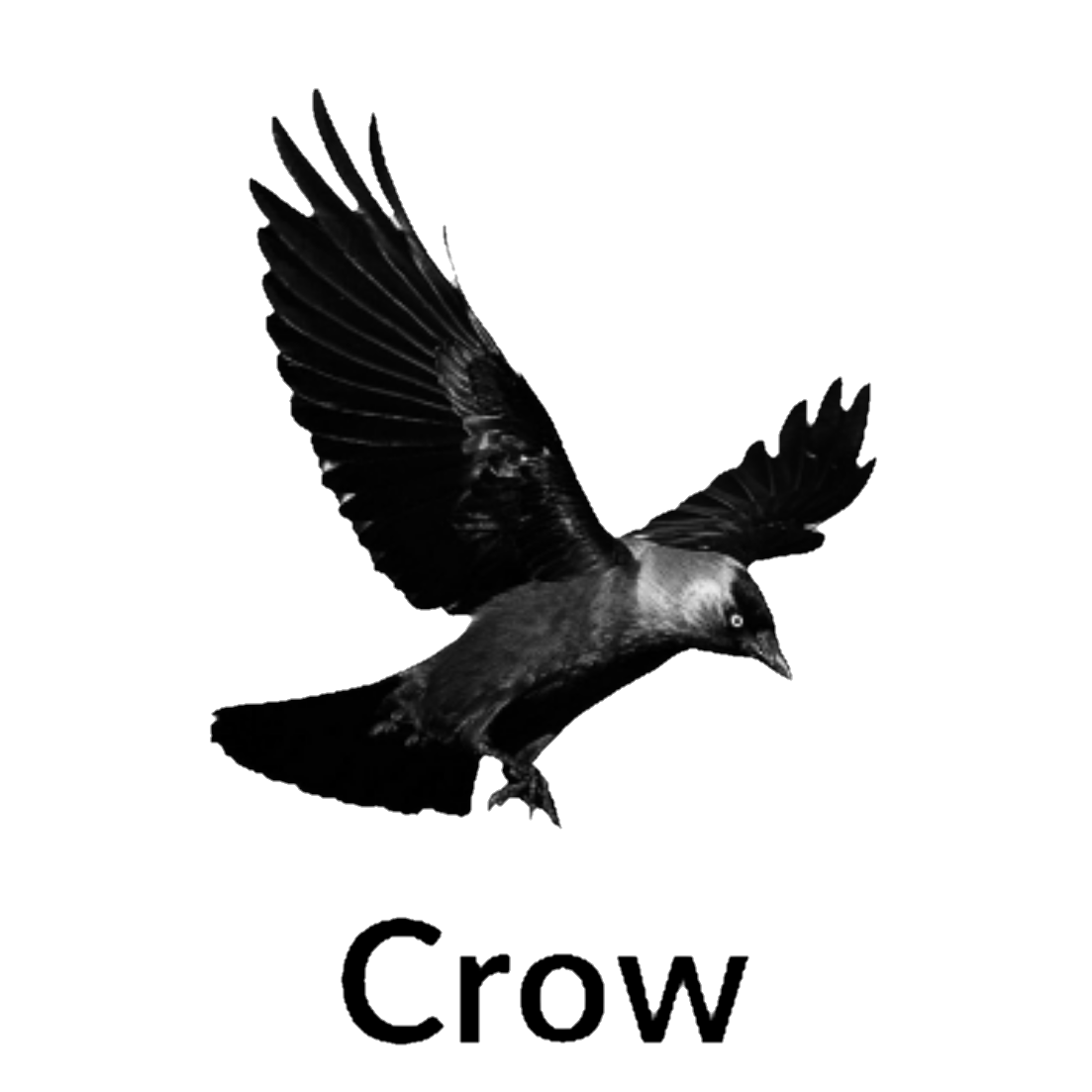 Crow