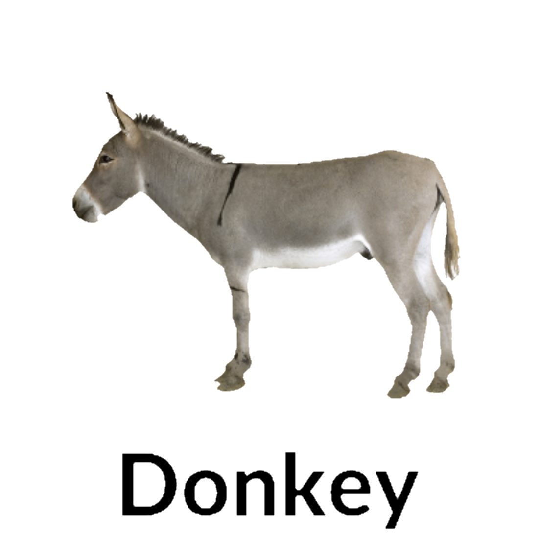 Donkey