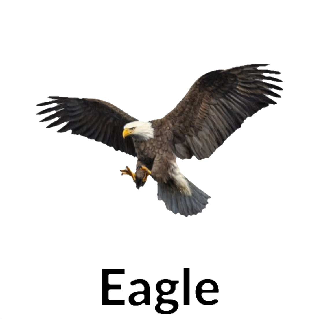 Eagle