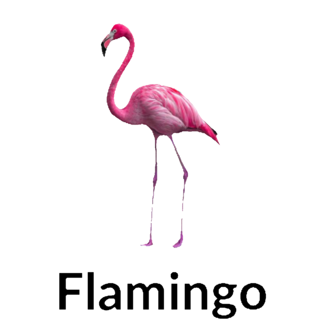 Flamingo