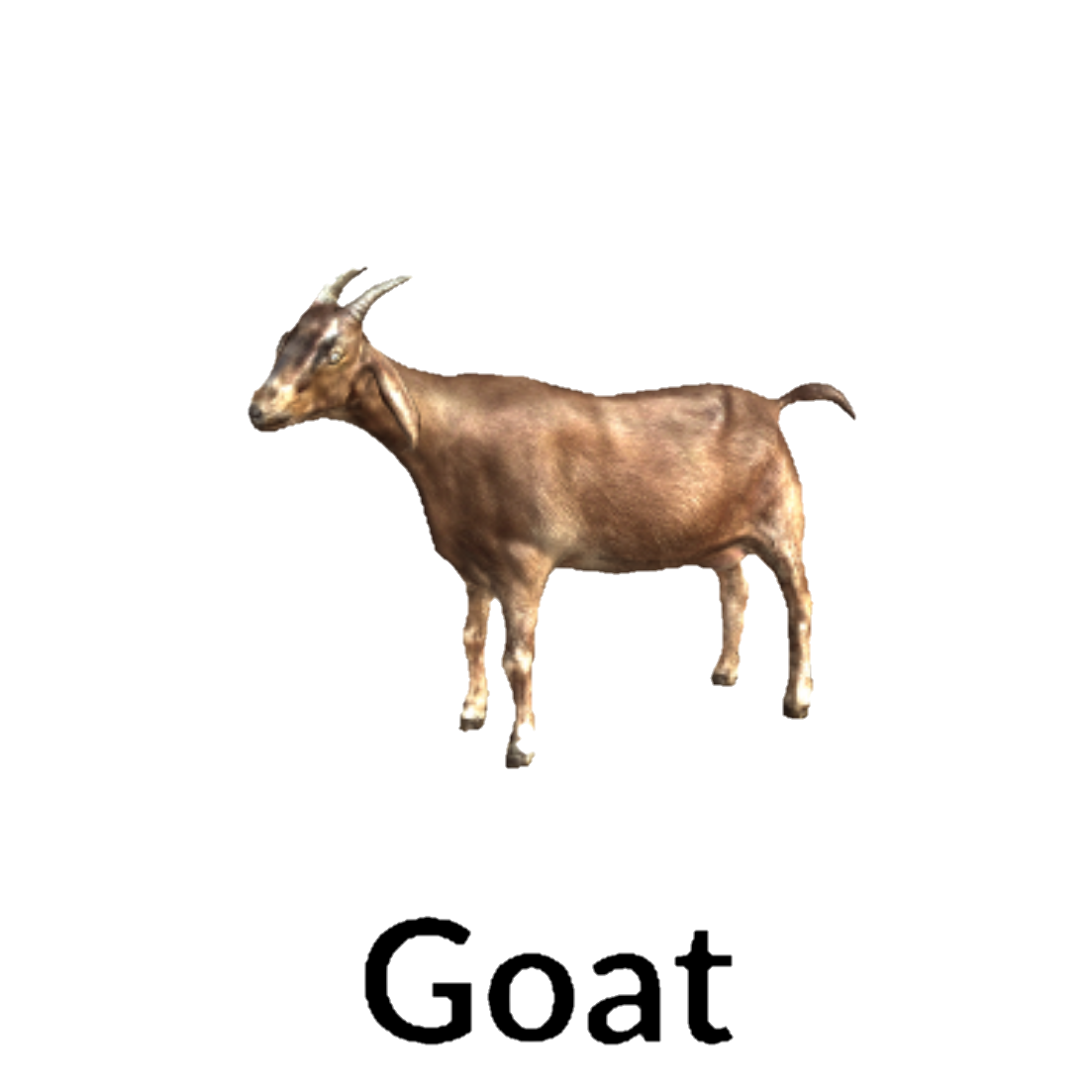 Goat