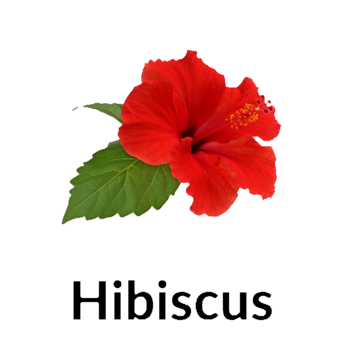 Hibiscus
