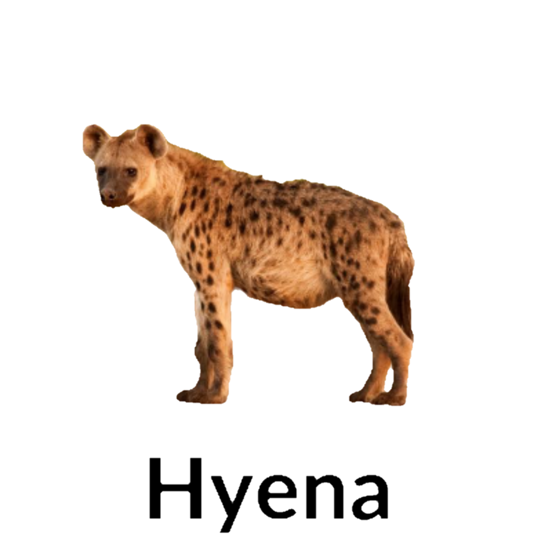 Hyena