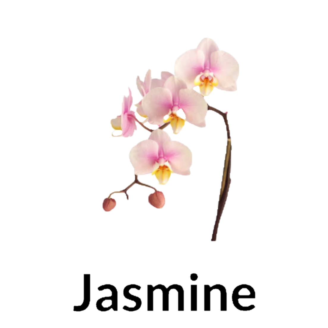 Jasmine