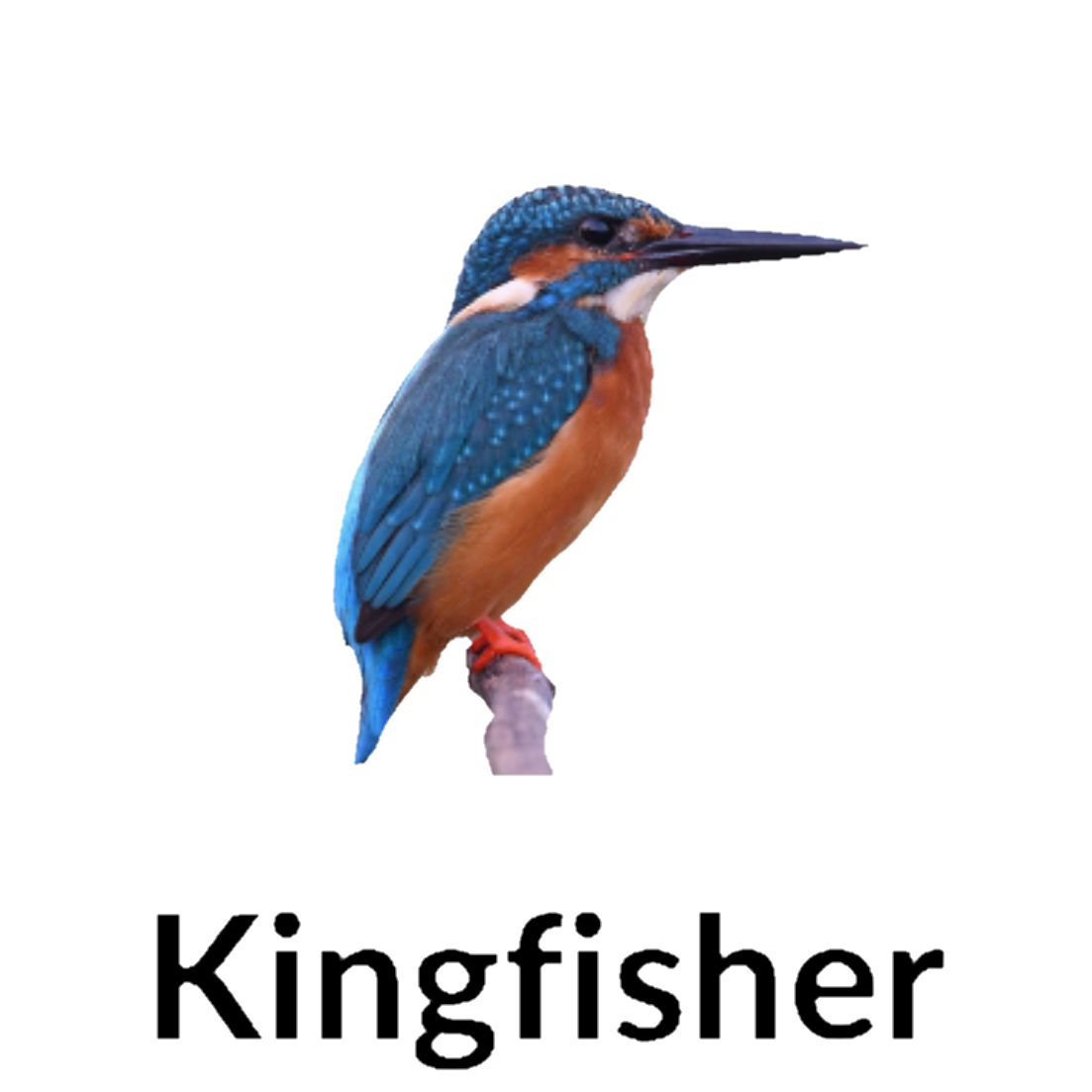 Kingfisher