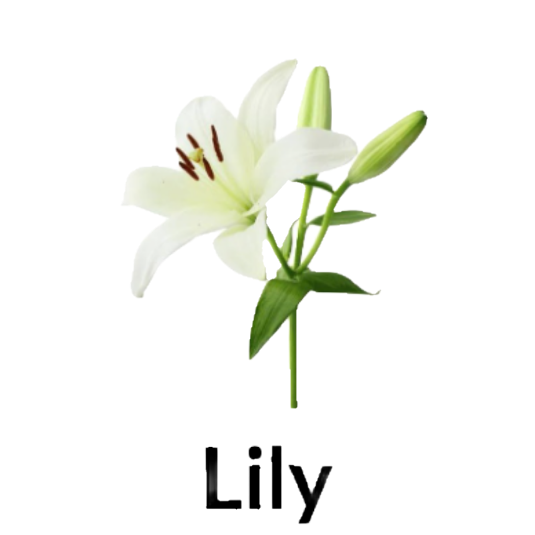 Lily