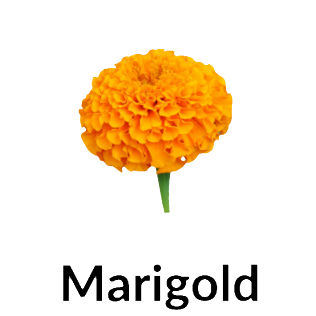 Marigold