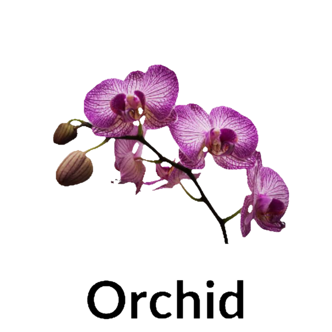 Orchid