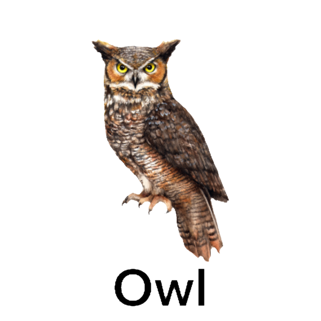 Owl