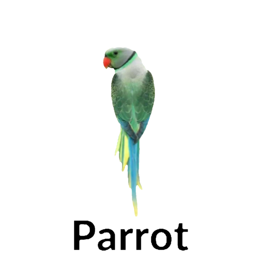 Parrot