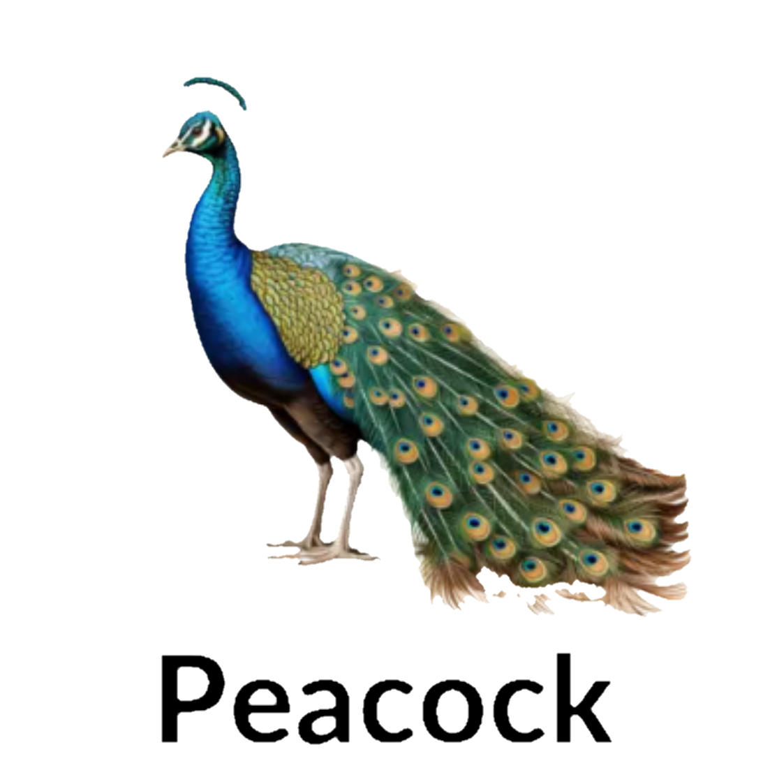Peacock