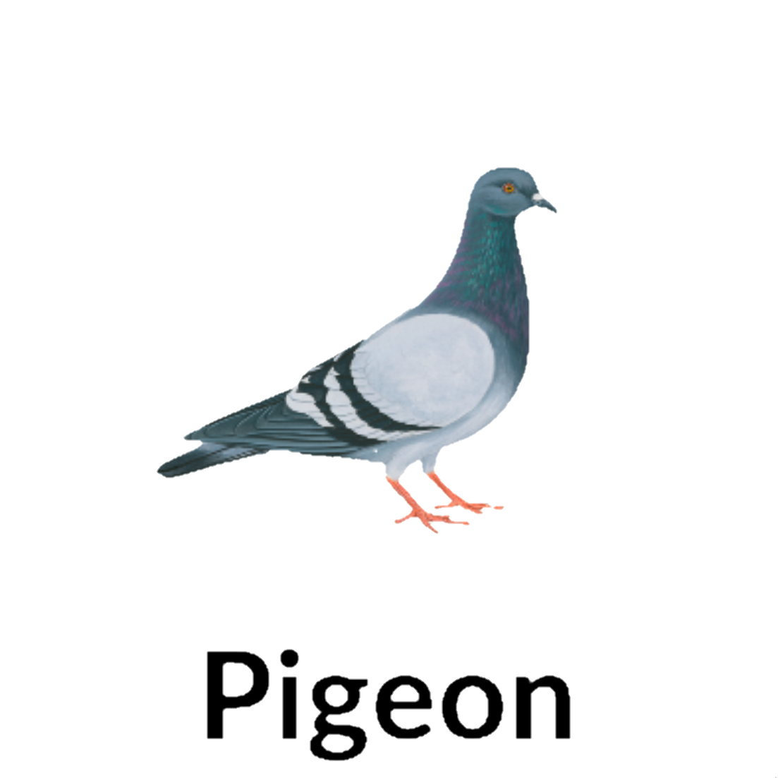 Pigeon