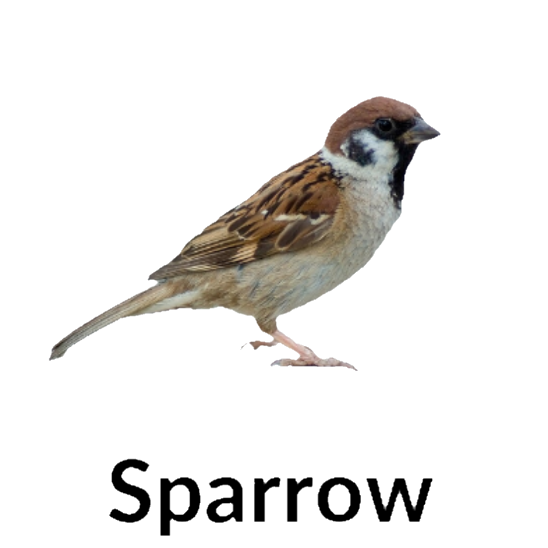 Sparrow