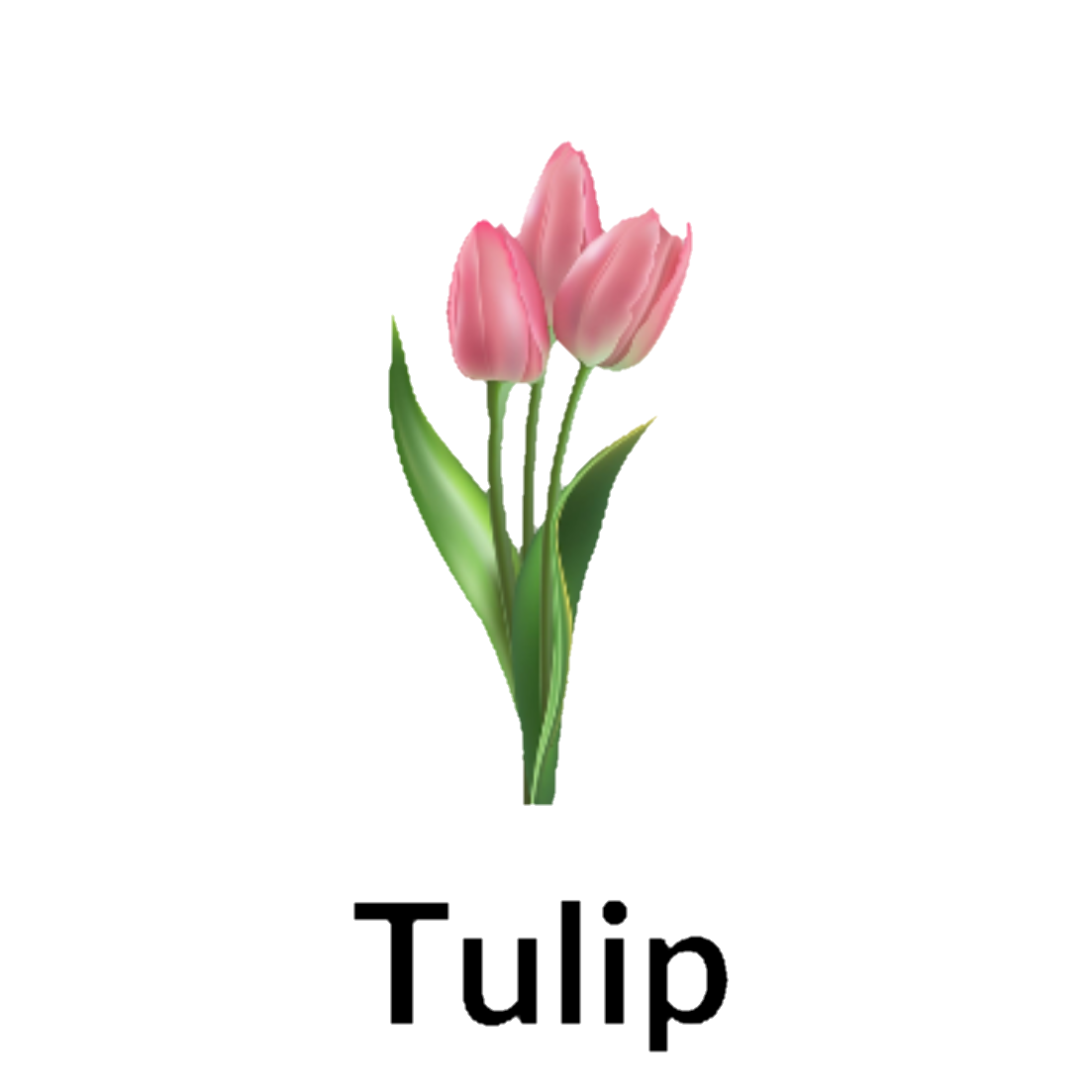 Tulip