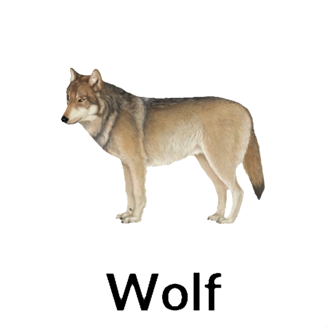 Wolf