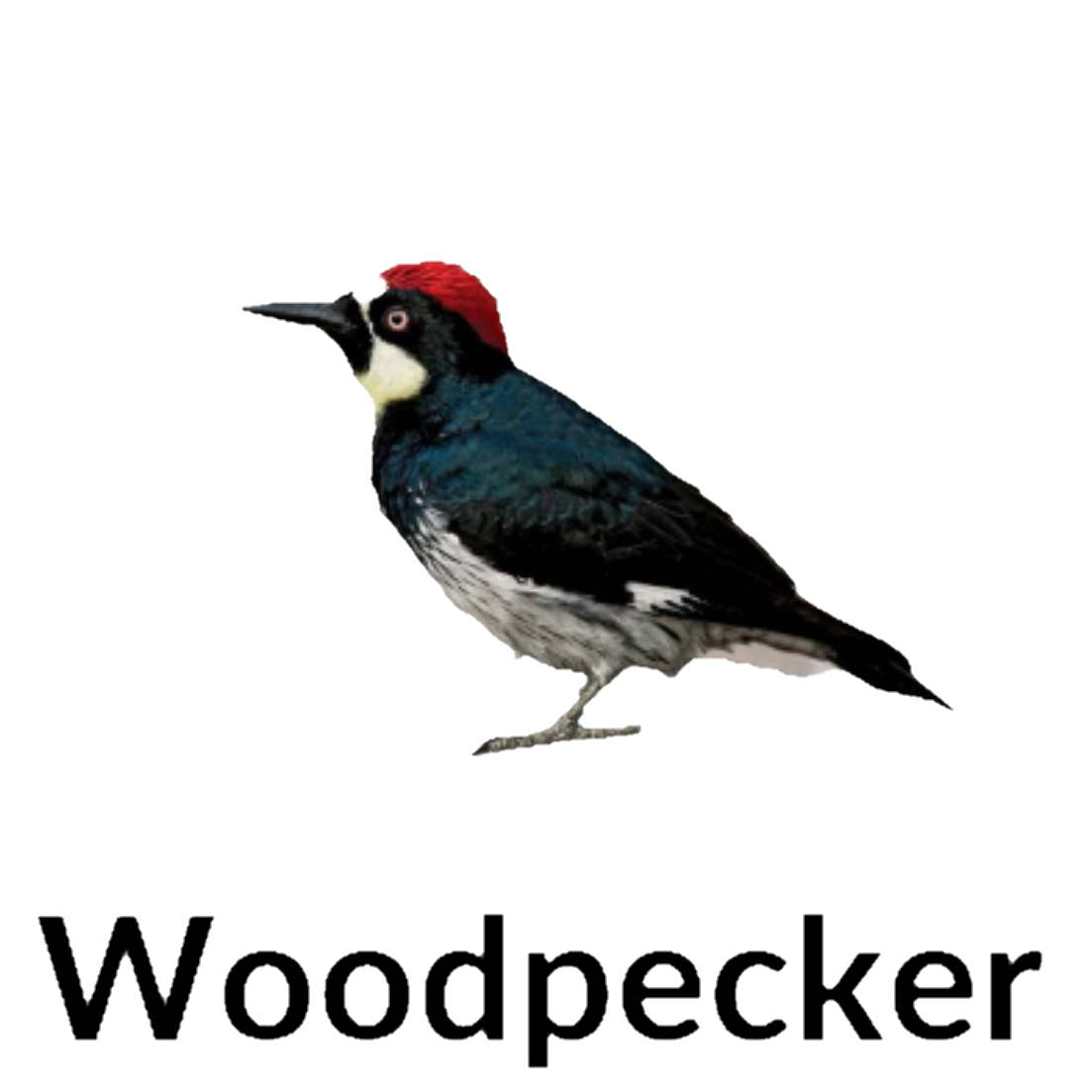 Woodpecker